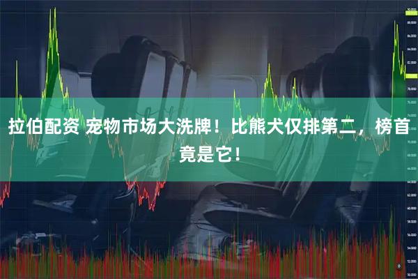 拉伯配资 宠物市场大洗牌！比熊犬仅排第二，榜首竟是它！
